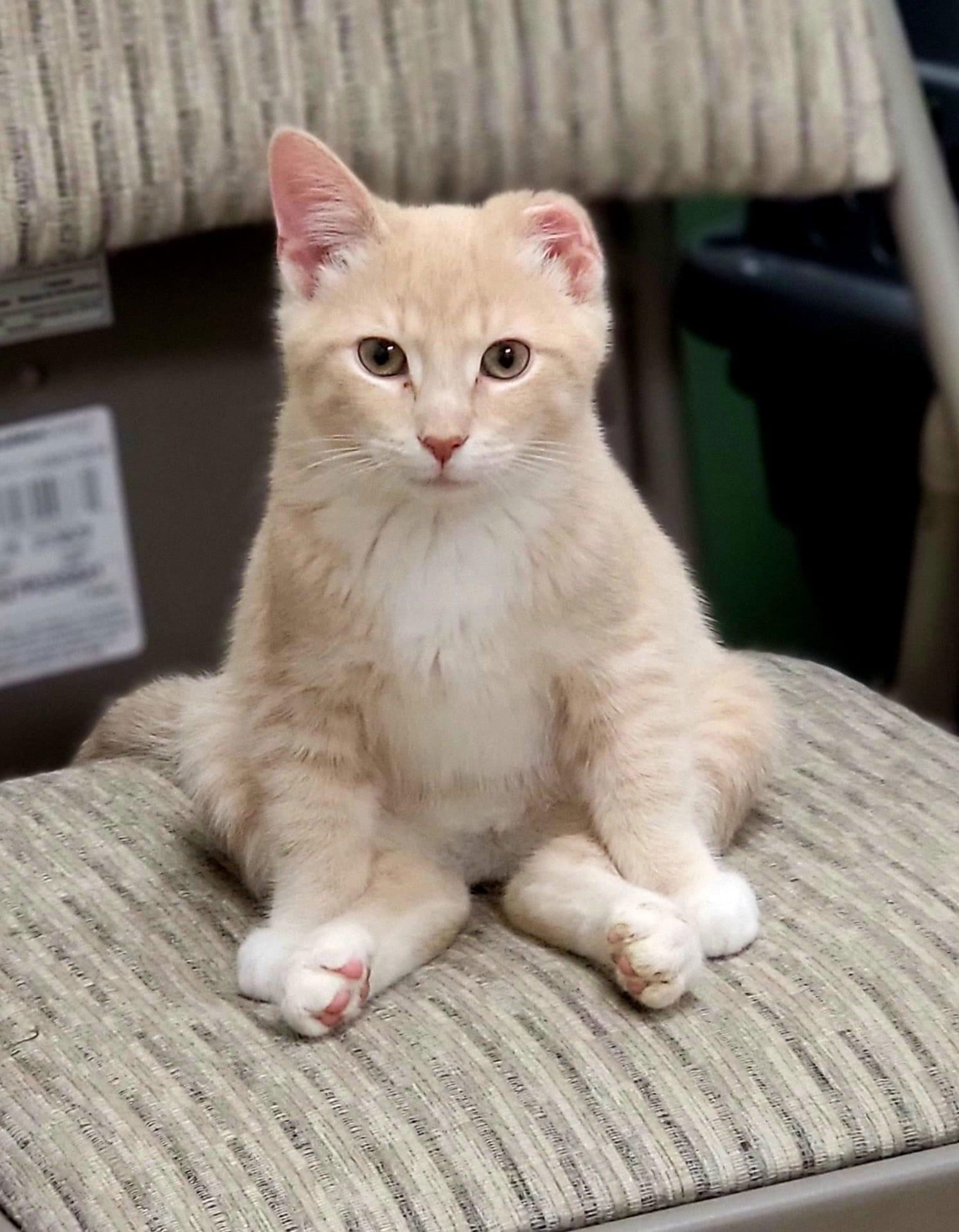 Peanut Butter, an adoptable Domestic Short Hair in Whitewater, WI, 53190 | Photo Image 2