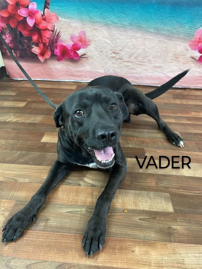 Vader