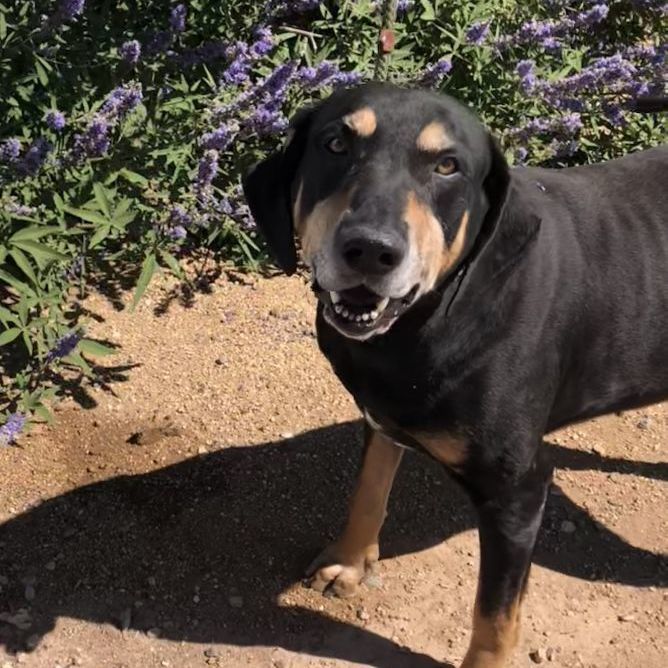 Sir Duke, an adoptable Hound in Cottonwood, AZ, 86326 | Photo Image 2