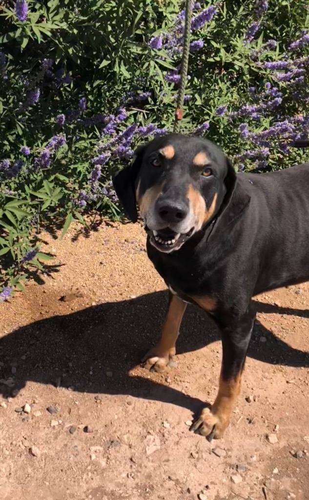 Sir Duke, an adoptable Hound in Cottonwood, AZ, 86326 | Photo Image 3