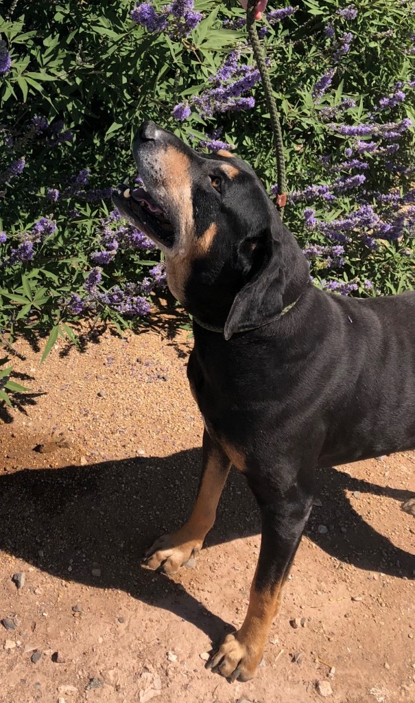 Sir Duke, an adoptable Hound in Cottonwood, AZ, 86326 | Photo Image 4