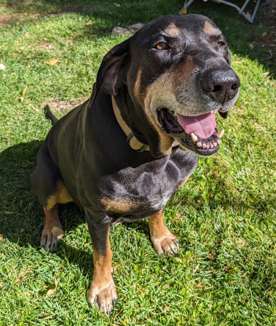 Sir Duke, an adoptable Hound in Cottonwood, AZ, 86326 | Photo Image 1