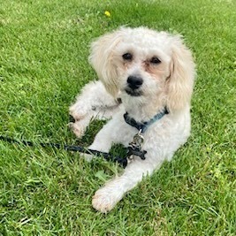 Maui , an adopted Lhasa Apso & Miniature Poodle Mix in Rochester, NY_image-1