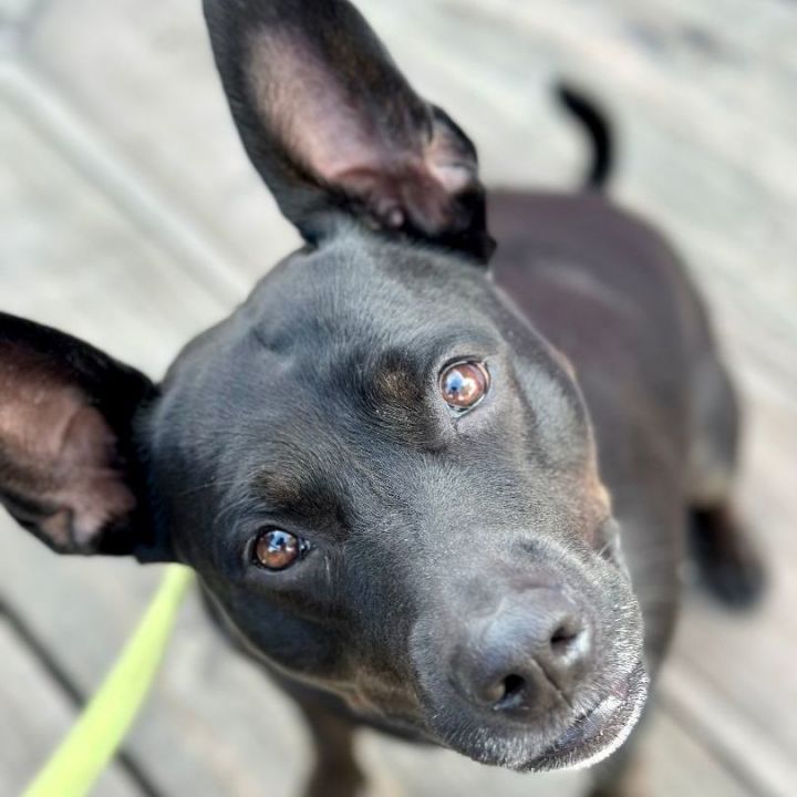 Poppy , an adoptable Pit Bull Terrier & Australian Cattle Dog / Blue Heeler Mix in Minneapolis, MN_image-1