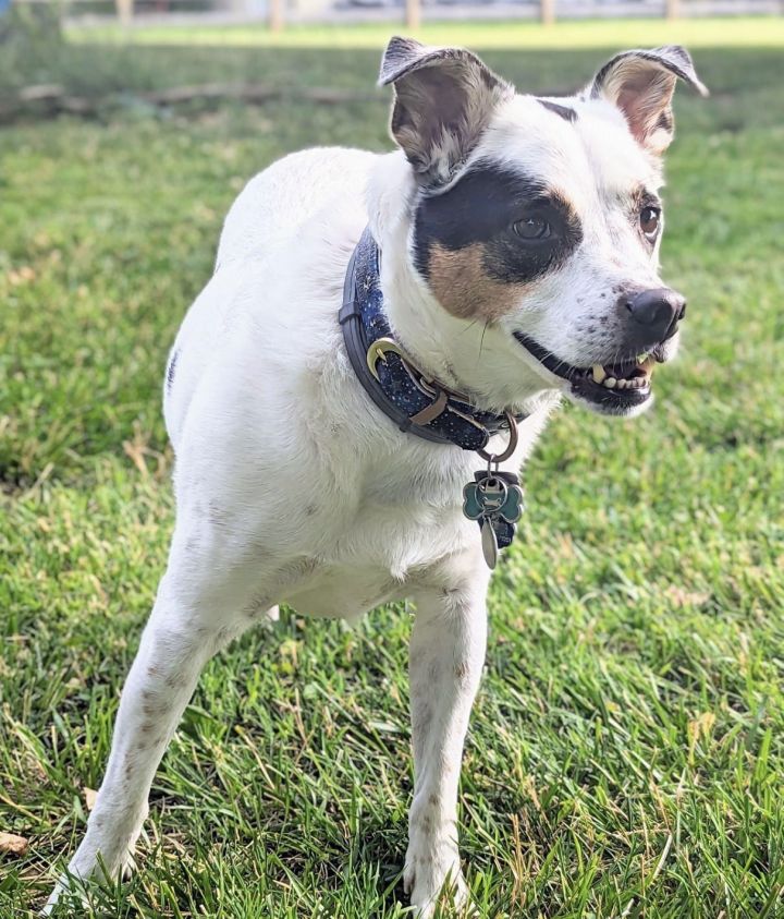 Australian cattle dog mixed with best sale jack russell