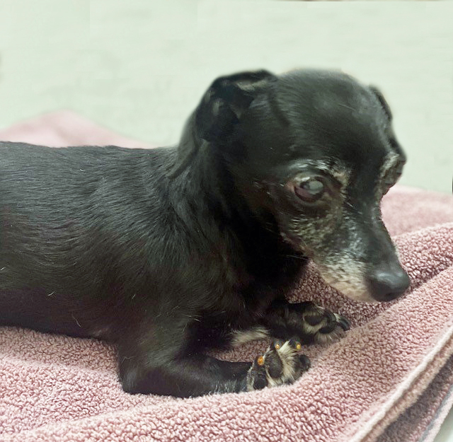 MAMAS, an adoptable Chihuahua in Tucson, AZ, 85745 | Photo Image 1