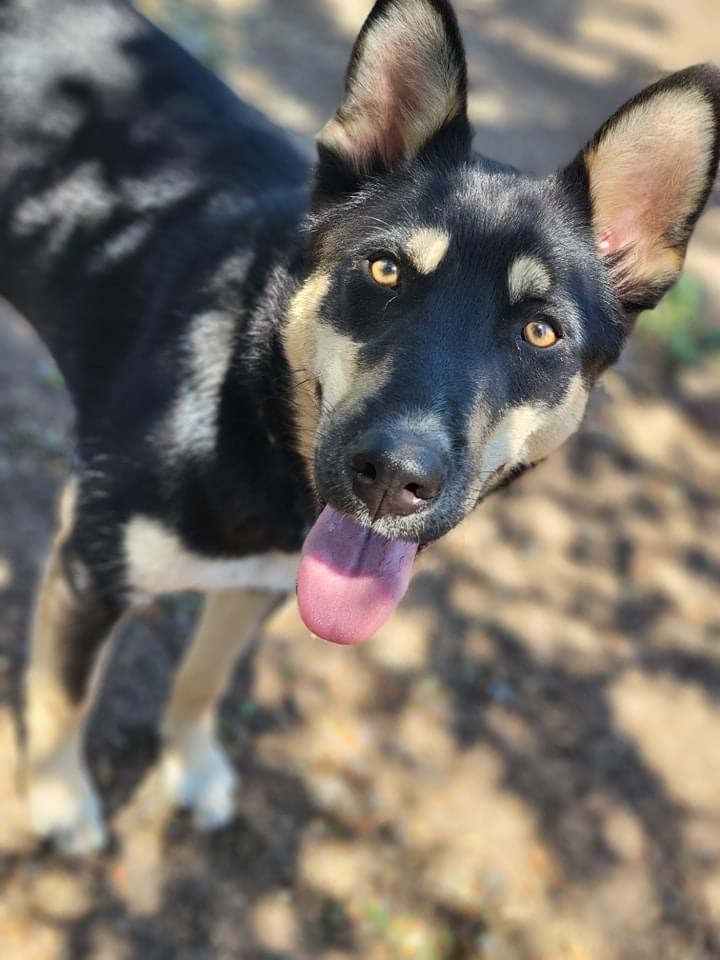 Dog for adoption - Robyn, a Husky & Shepherd Mix in Eagle Point, OR ...