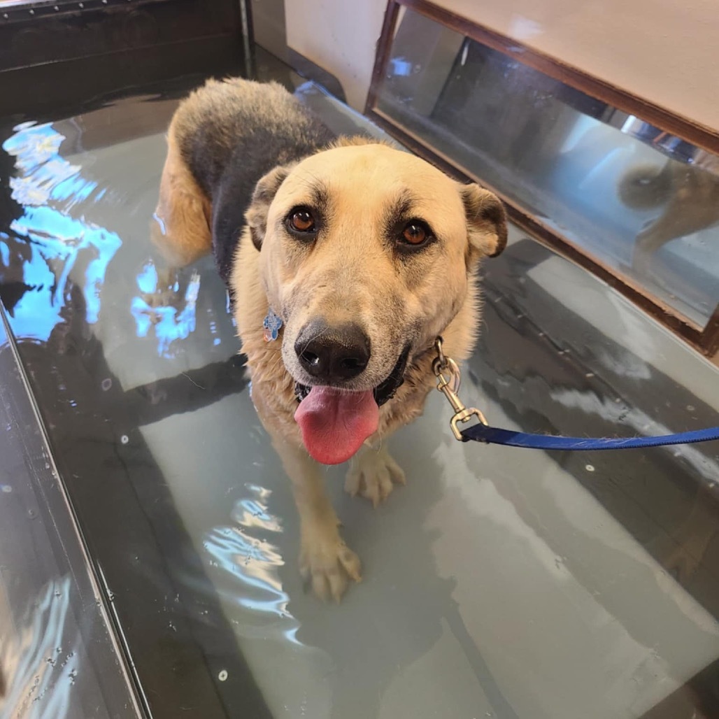 Zuko, an adoptable Shepherd in Kanab, UT, 84741 | Photo Image 1