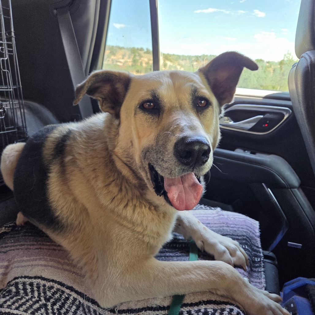 Zuko, an adoptable Shepherd in Kanab, UT, 84741 | Photo Image 1