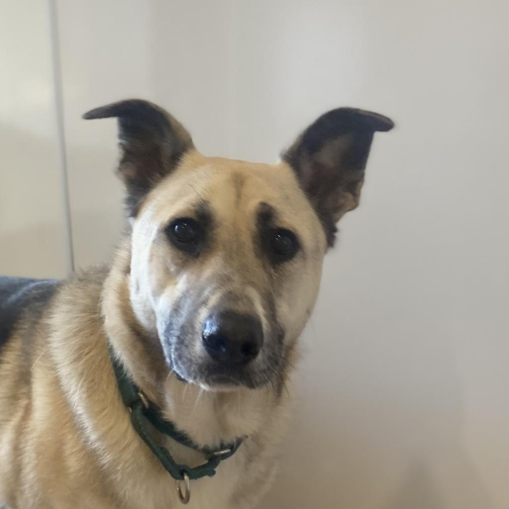 Zuko, an adoptable Shepherd in Kanab, UT, 84741 | Photo Image 2