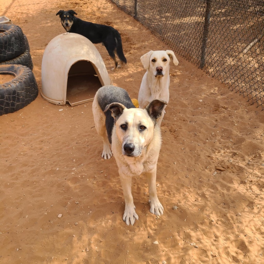 Zuko, an adoptable Shepherd in Kanab, UT, 84741 | Photo Image 3