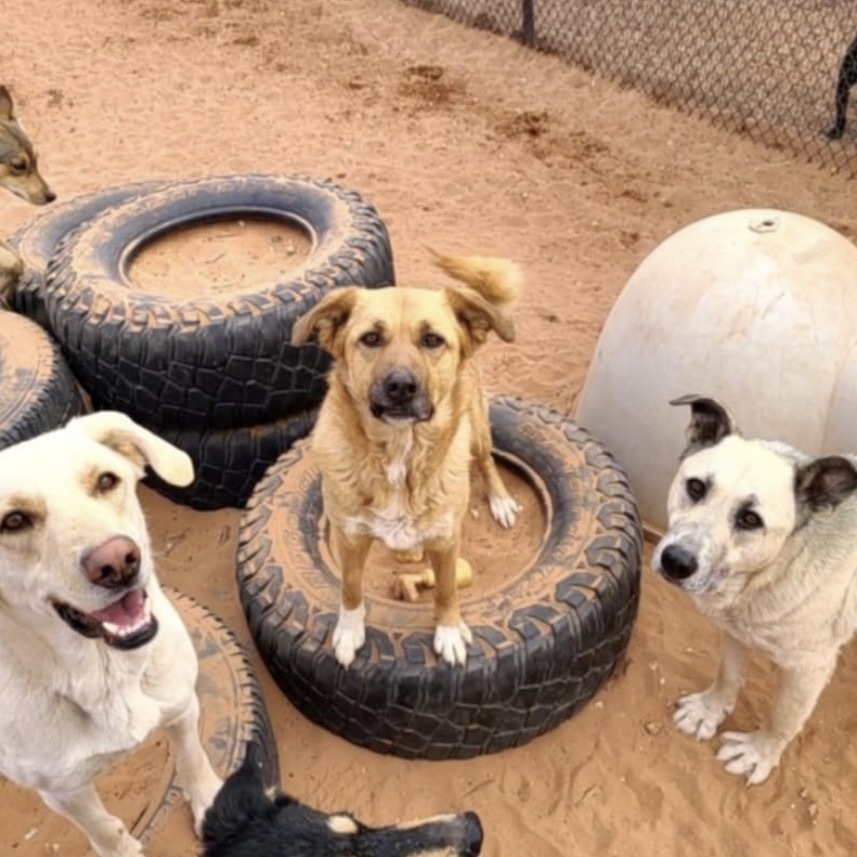 Zuko, an adoptable Shepherd in Kanab, UT, 84741 | Photo Image 4