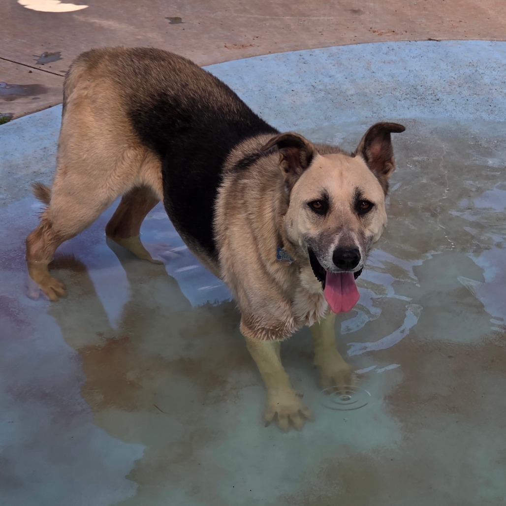Zuko, an adoptable Shepherd in Kanab, UT, 84741 | Photo Image 4