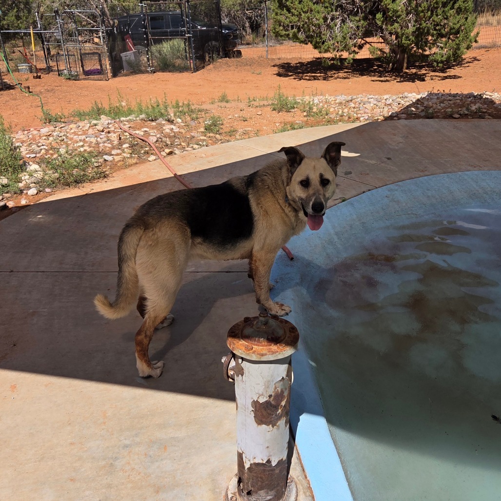Zuko, an adoptable Shepherd in Kanab, UT, 84741 | Photo Image 5