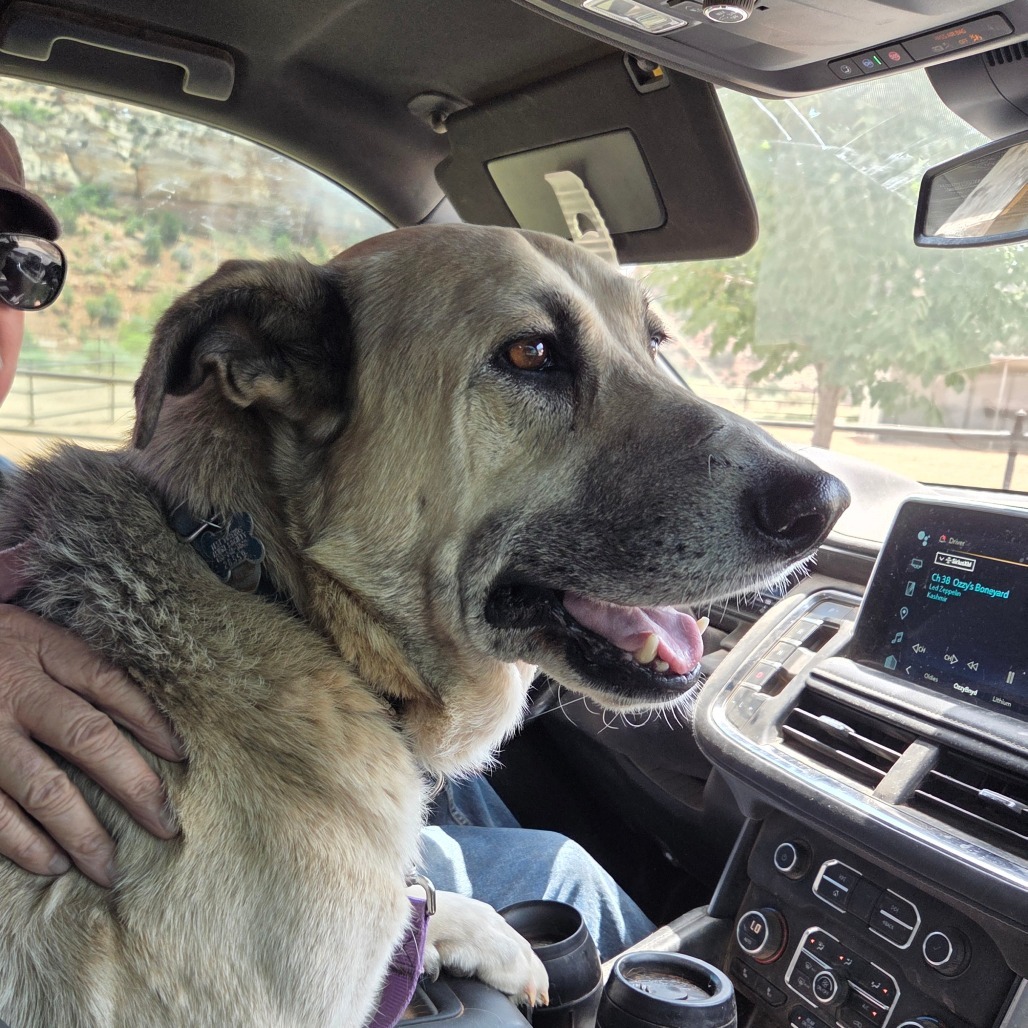 Zuko, an adoptable Shepherd in Kanab, UT, 84741 | Photo Image 6