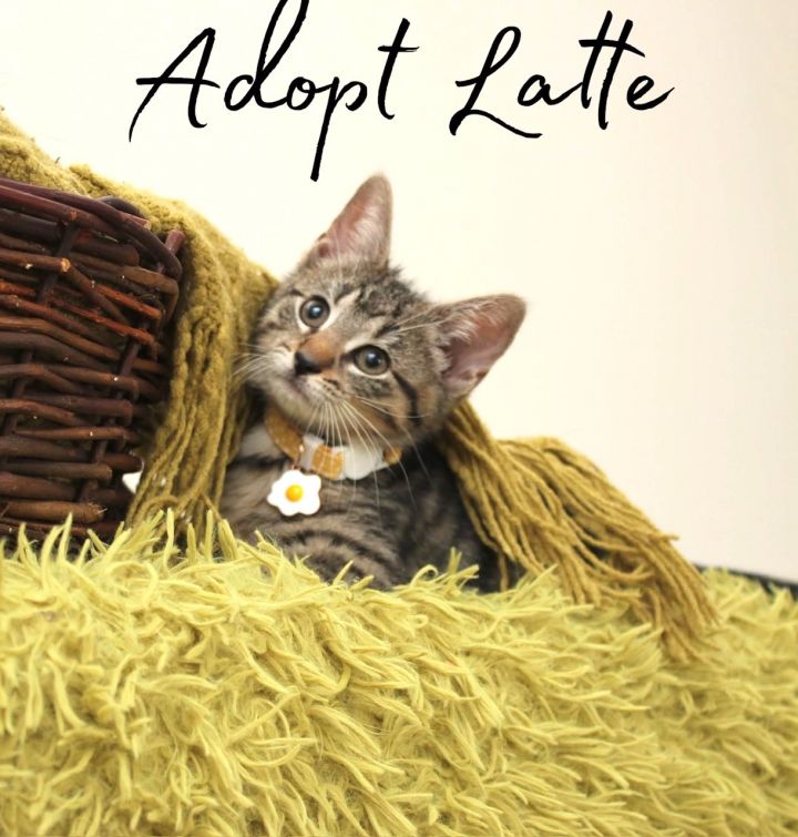 Latte, an adopted Domestic Short Hair in Kew Gardens, NY_image-1