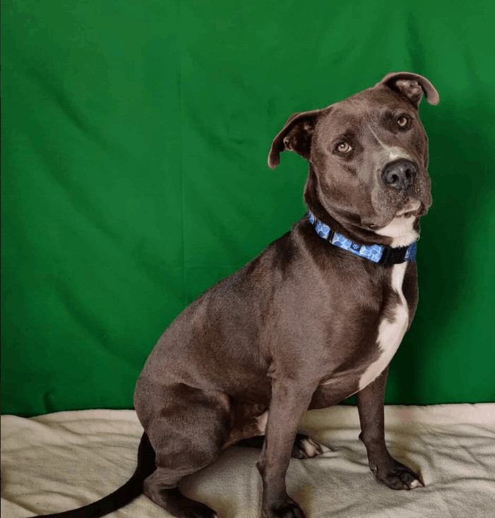 Blue 2024 pitbull mix