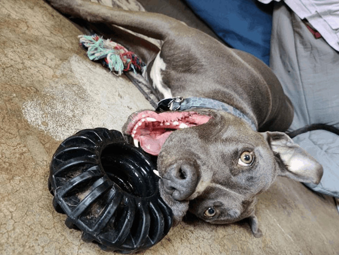 Blue lacy best sale pit mix