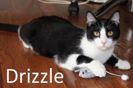 Drizzle, an adoptable Domestic Short Hair, Tuxedo in Mountain View, AR, 72560 | Photo Image 2