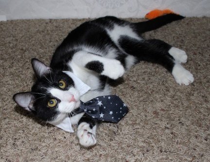 Drizzle, an adoptable Domestic Short Hair, Tuxedo in Mountain View, AR, 72560 | Photo Image 3