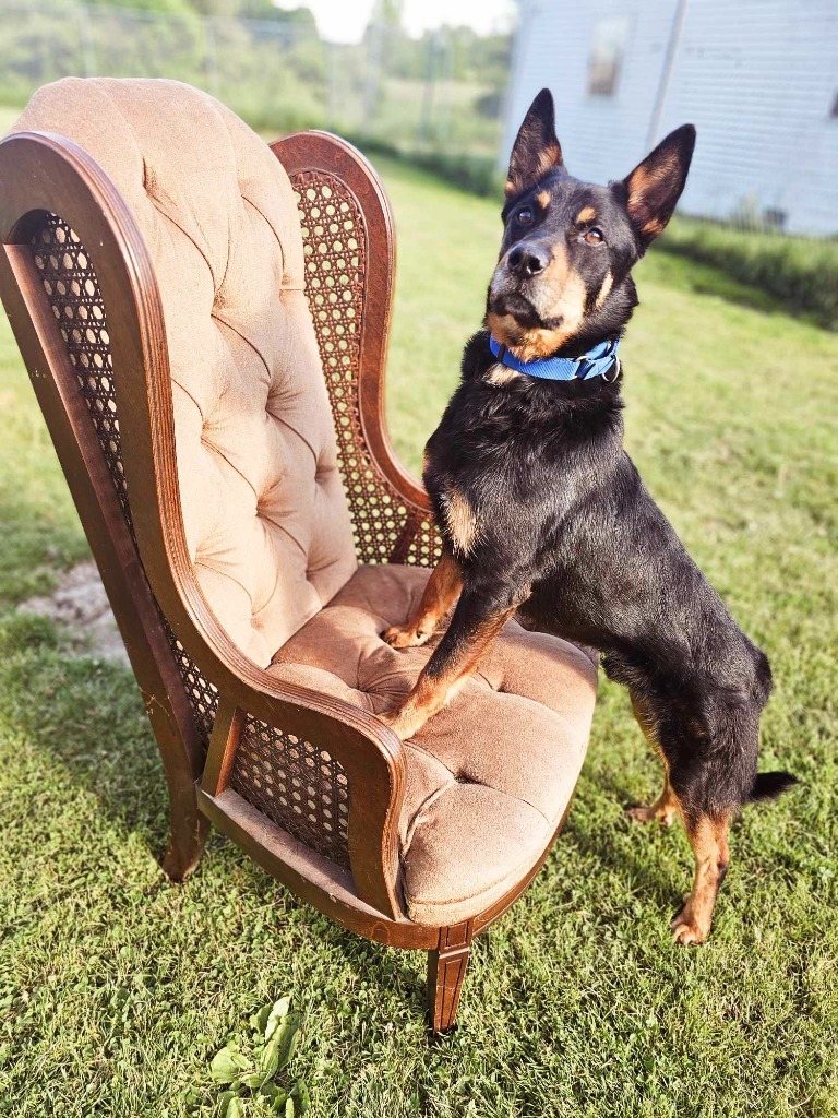 Darby, an adoptable Cattle Dog, Shepherd in Sprakers, NY, 12166 | Photo Image 1