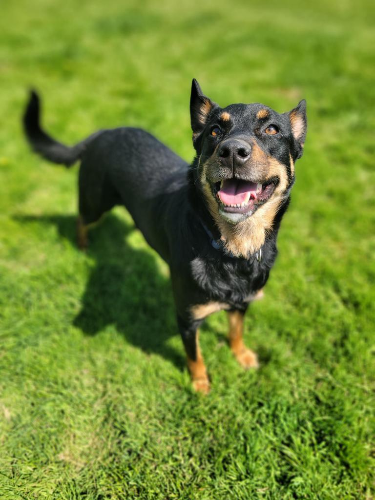 Darby, an adoptable Cattle Dog, Shepherd in Sprakers, NY, 12166 | Photo Image 2