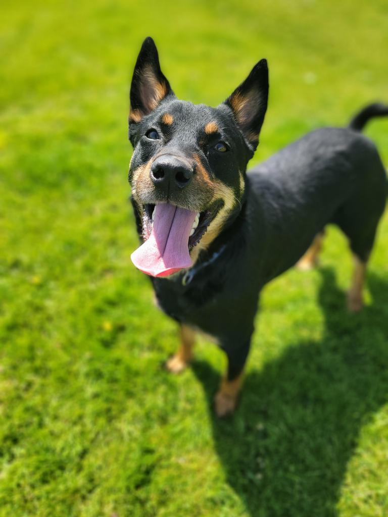 Darby, an adoptable Cattle Dog, Shepherd in Sprakers, NY, 12166 | Photo Image 3