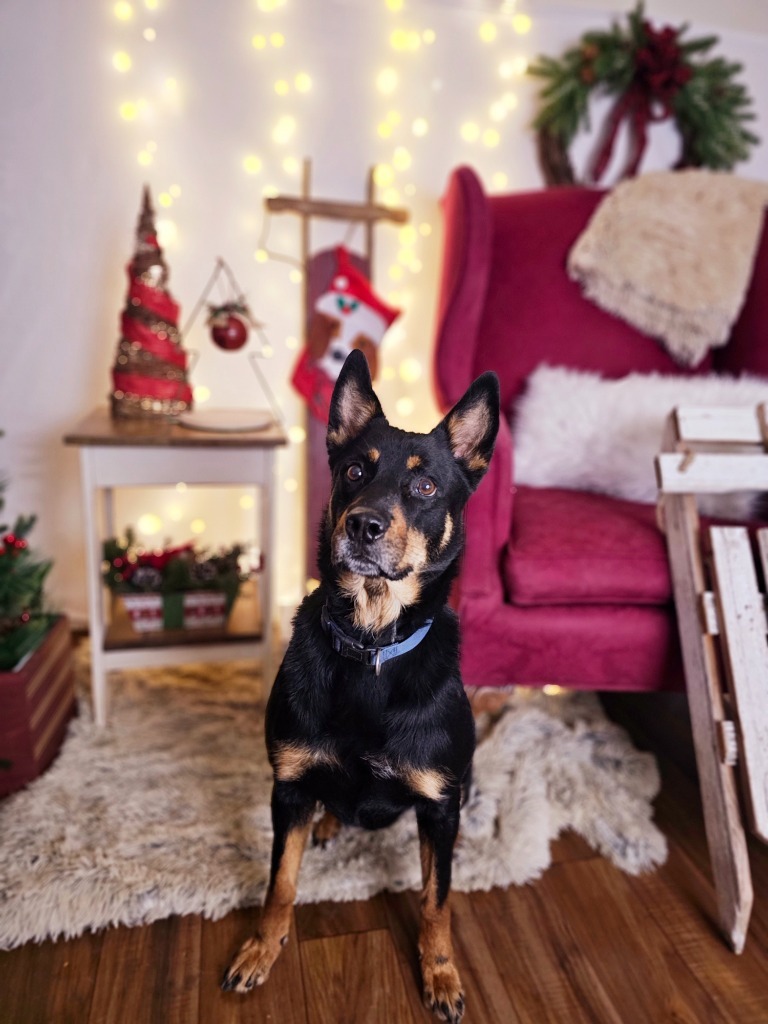 Darby, an adoptable Cattle Dog, Shepherd in Sprakers, NY, 12166 | Photo Image 4