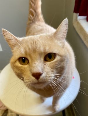 Simon