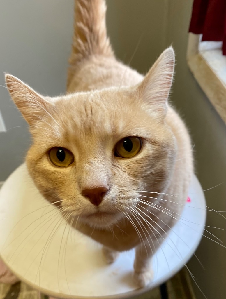 Simon, an adoptable Domestic Short Hair in Sprakers, NY, 12166 | Photo Image 1