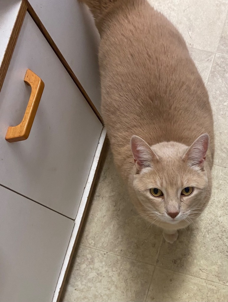 Simon, an adoptable Domestic Short Hair in Sprakers, NY, 12166 | Photo Image 2