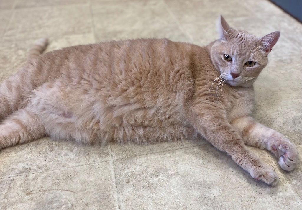 Simon, an adoptable Domestic Short Hair in Sprakers, NY, 12166 | Photo Image 3