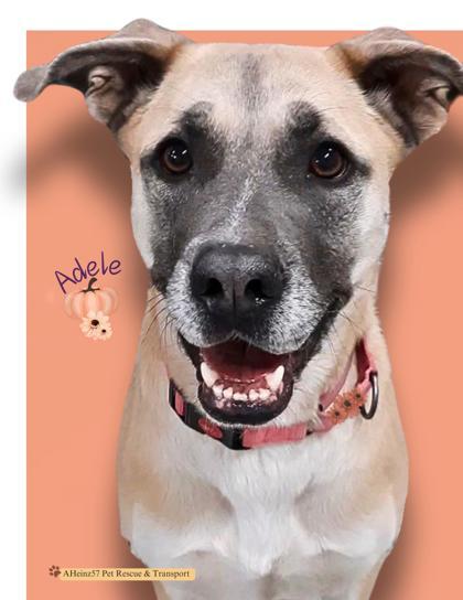 Adele, an adoptable Shepherd, Mixed Breed in De Soto, IA, 50069 | Photo Image 1