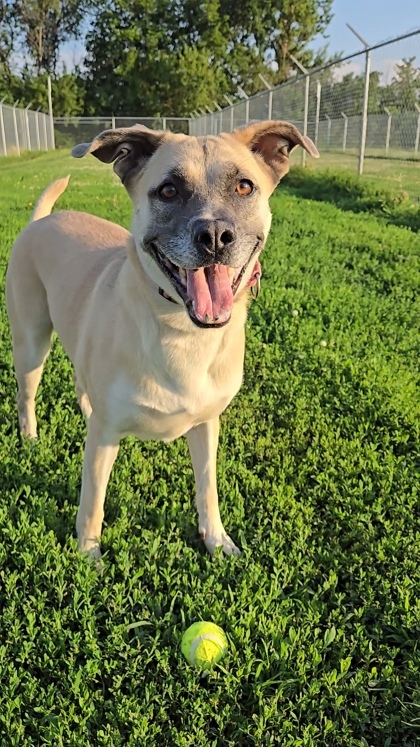 Adele, an adoptable Shepherd, Mixed Breed in De Soto, IA, 50069 | Photo Image 3