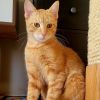 Fred Weasley 