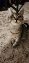 Newt 