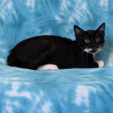 Jelly Creme, an adoptable Domestic Short Hair in Eureka, CA, 95503 | Photo Image 3