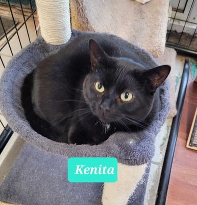 Kenita-Sponsored