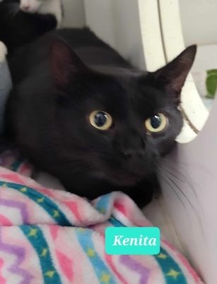 Kenita-Sponsored 2