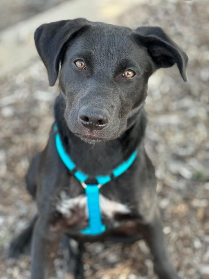MN Mascot Litter - Goldy, an adoptable Black Labrador Retriever & Cattle Dog Mix in Savage, MN_image-2
