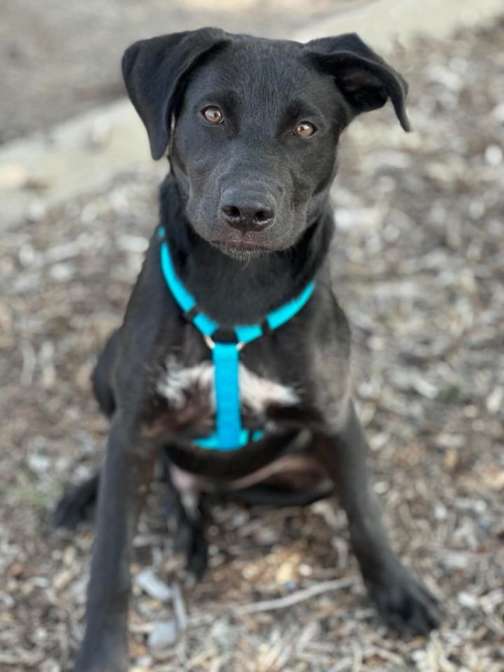 MN Mascot Litter - Goldy, an adoptable Black Labrador Retriever & Cattle Dog Mix in Savage, MN_image-3