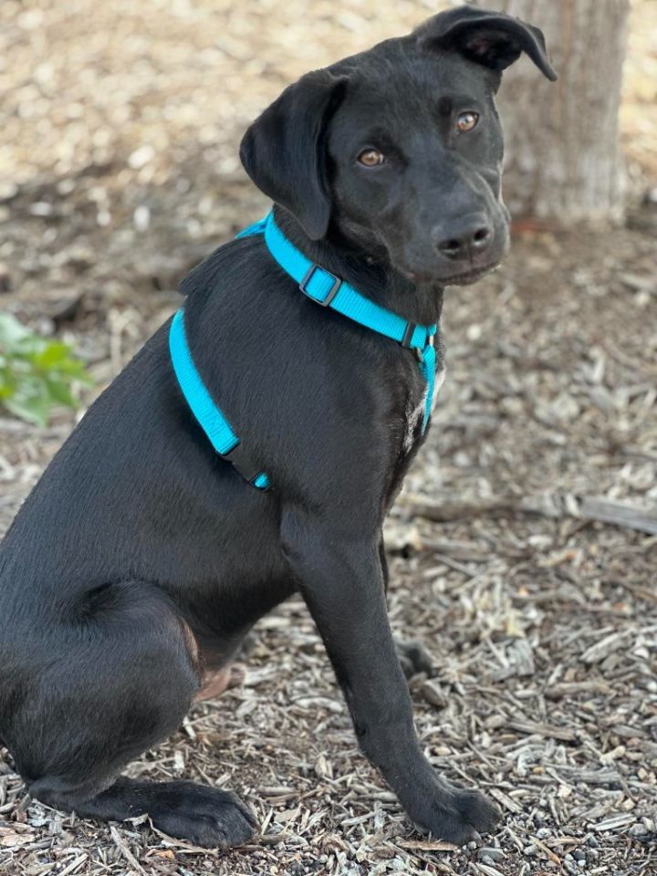 MN Mascot Litter - Goldy 4