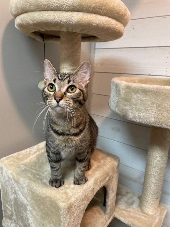 Pet supplies plus cat trees best sale