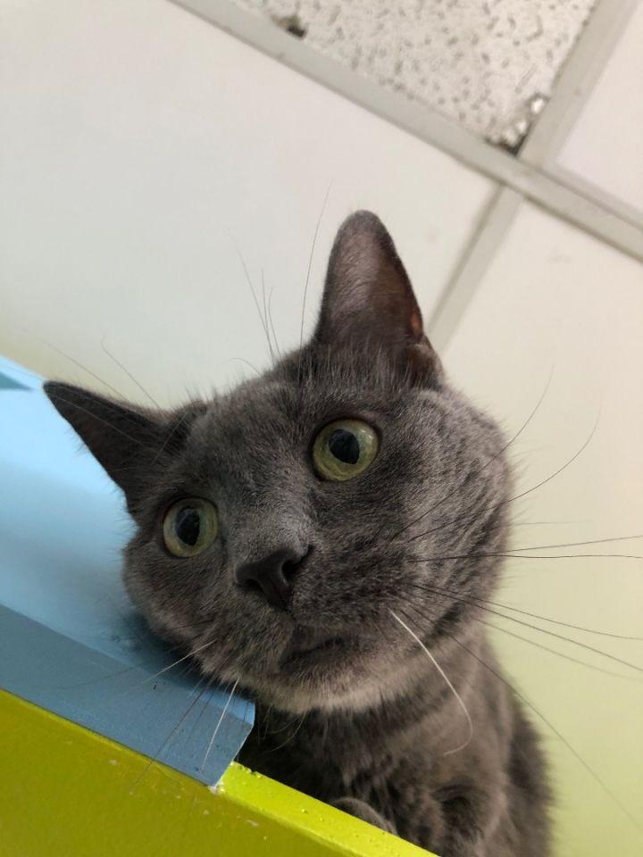 Cooper 1