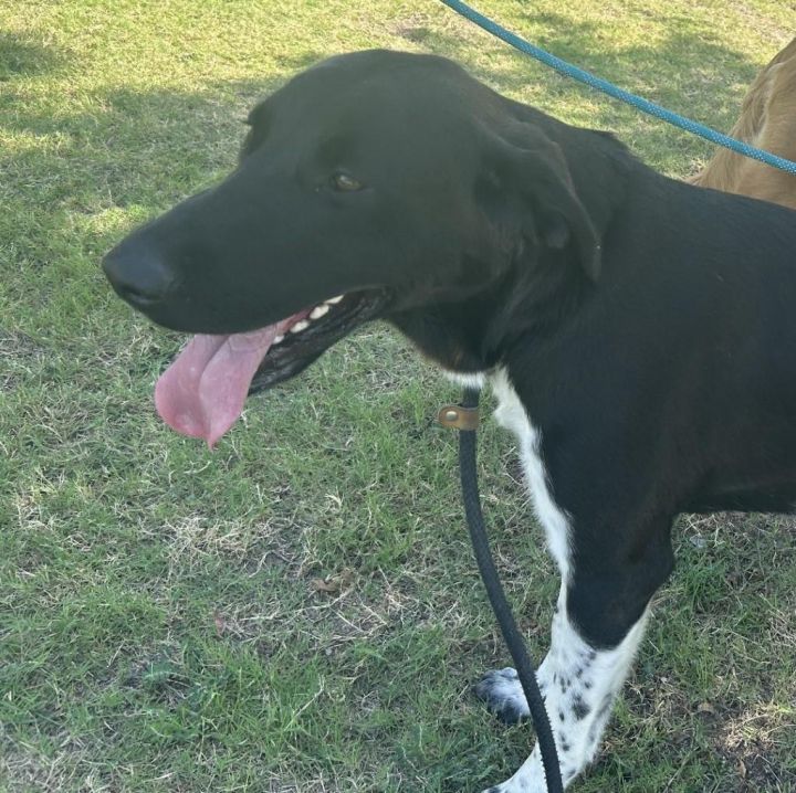 Louise, an adoptable Great Pyrenees & Pointer Mix in Rockwall, TX_image-3