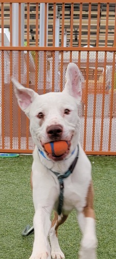 TAMATAO, an adoptable Pit Bull Terrier, Boxer in Las Vegas, NV, 89101 | Photo Image 1