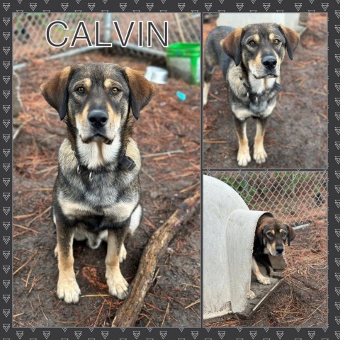 Calvin CFS# 230047783 1