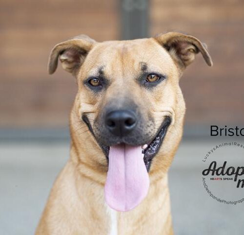 Bristol, an adoptable American Staffordshire Terrier, German Shepherd Dog in Bakersfield, CA, 93308 | Photo Image 2
