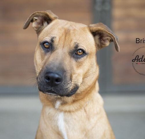 Bristol, an adoptable American Staffordshire Terrier, German Shepherd Dog in Bakersfield, CA, 93308 | Photo Image 3