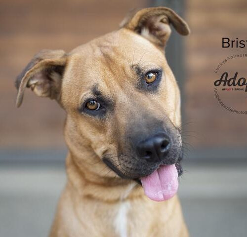 Bristol, an adoptable American Staffordshire Terrier, German Shepherd Dog in Bakersfield, CA, 93308 | Photo Image 4